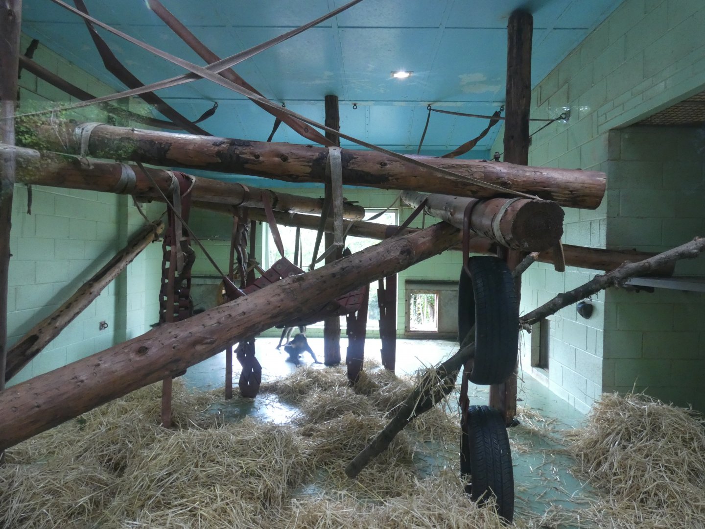 Mandrill indoor enclosure