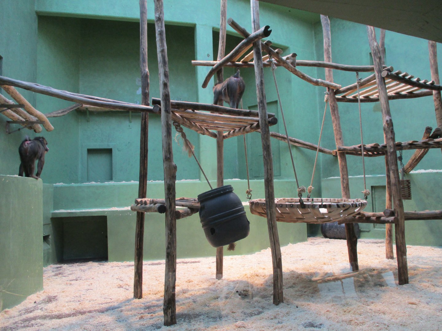 Mandrill indoor enclosure