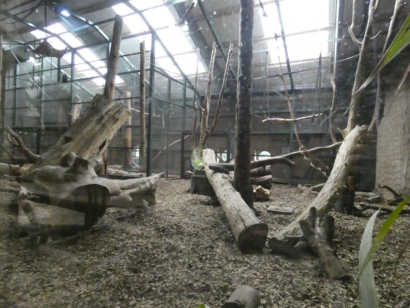 Mandrill indoor enclosure