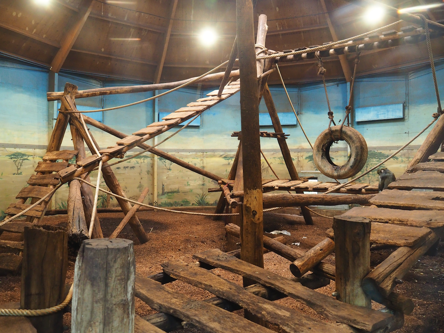 Mandrill indoor exhibit, 2023-08-17