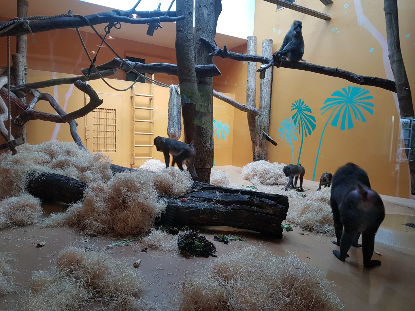 Mandrill Indoor Exhibit, Monkey World