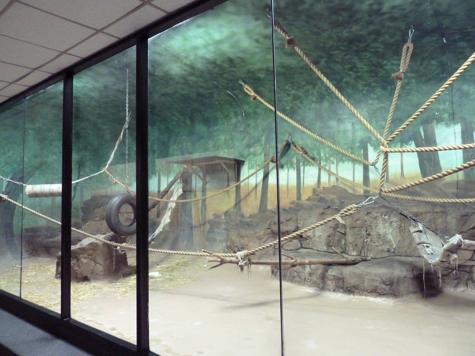 Mandrill Indoor Exhibit