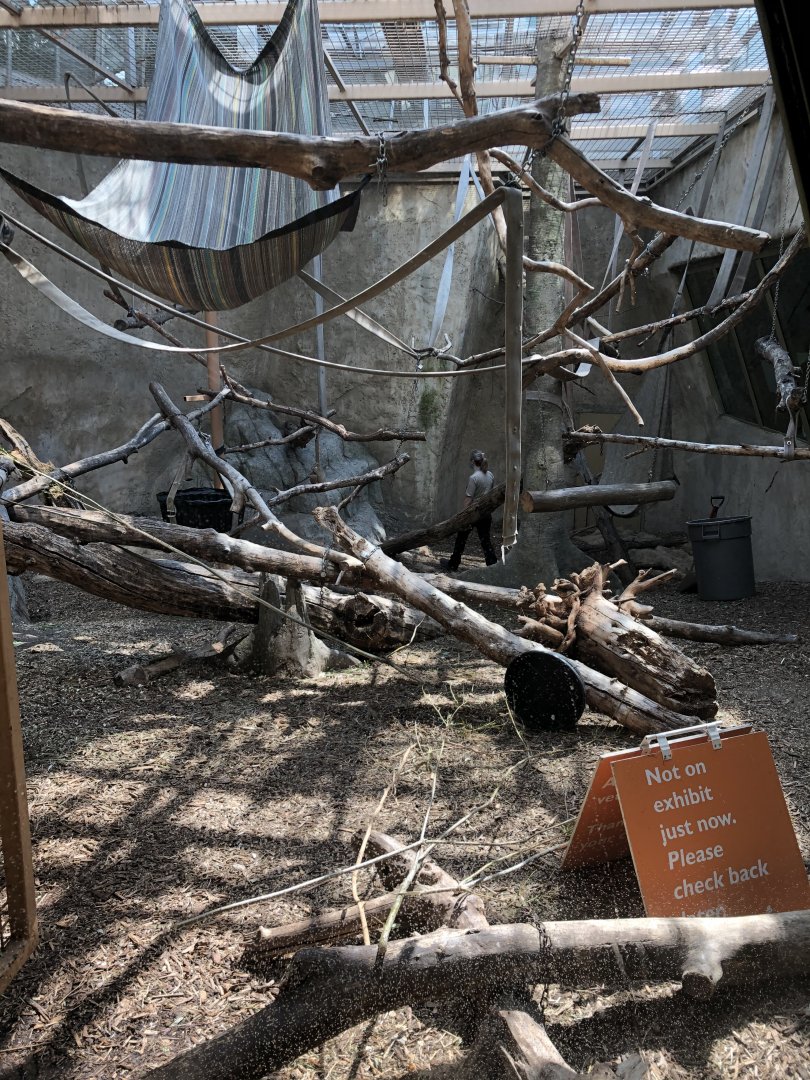 Mandrill Indoor Exhibit