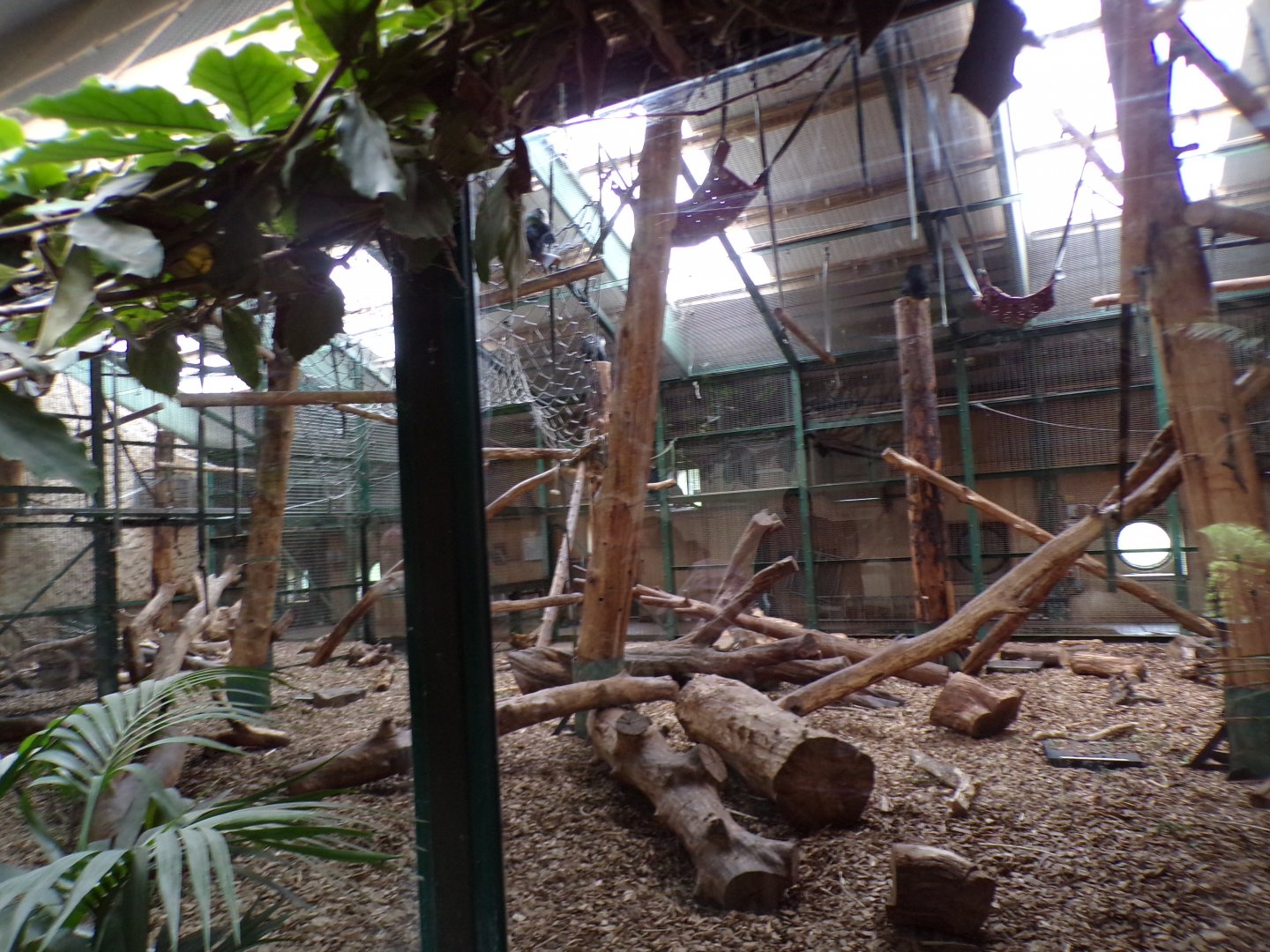 Mandrill indoors 29.6.24