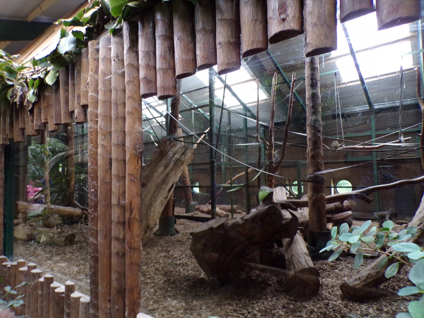 Mandrill indoors 29.6.24