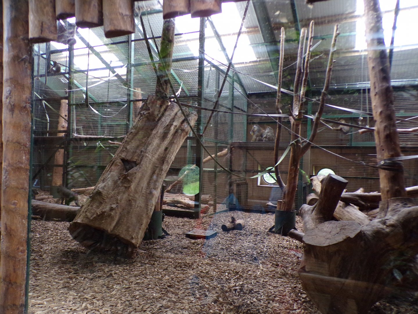 Mandrill indoors 29.6.24