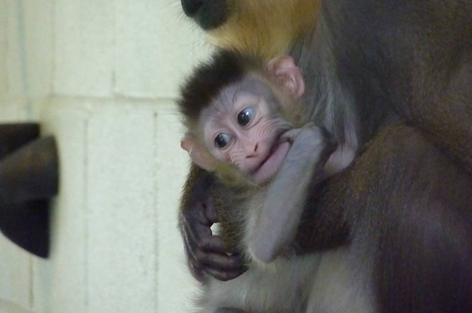 Mandrill infant, 2 March 2013