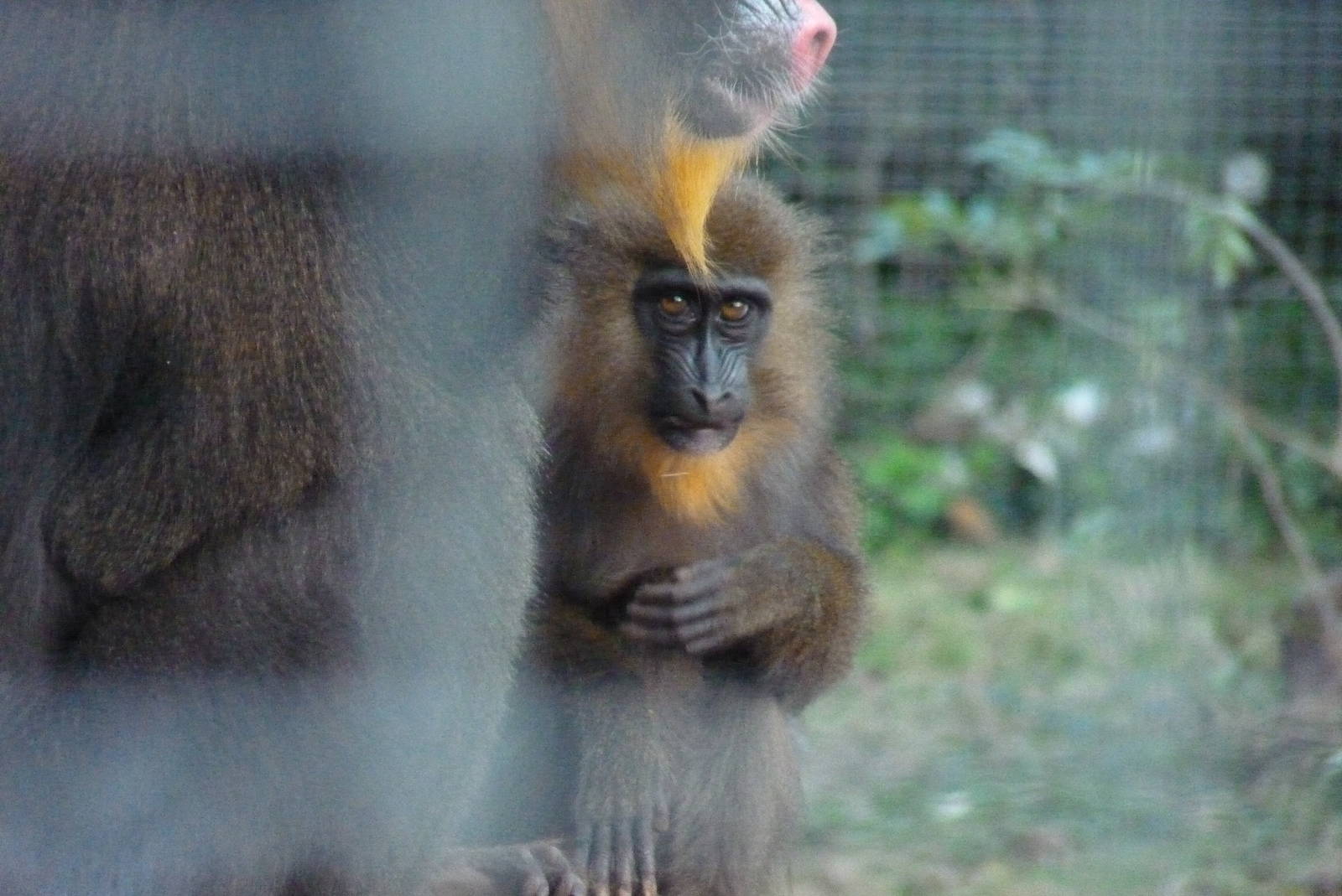Mandrill infant, December 2014