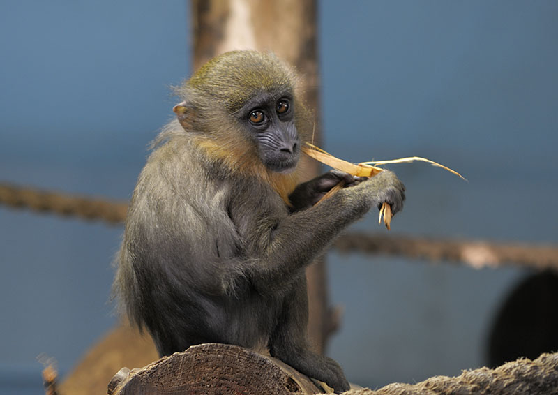 Mandrill infant, 'Jemima'