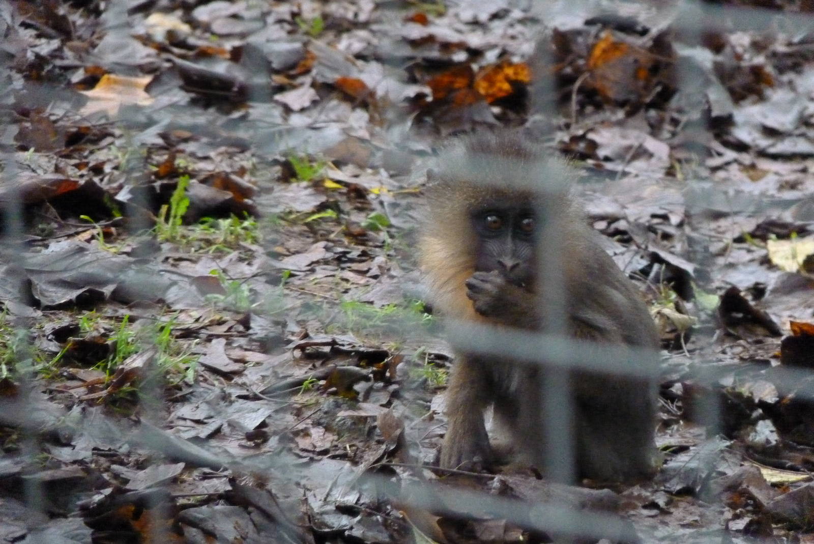 Mandrill infant, November 2014