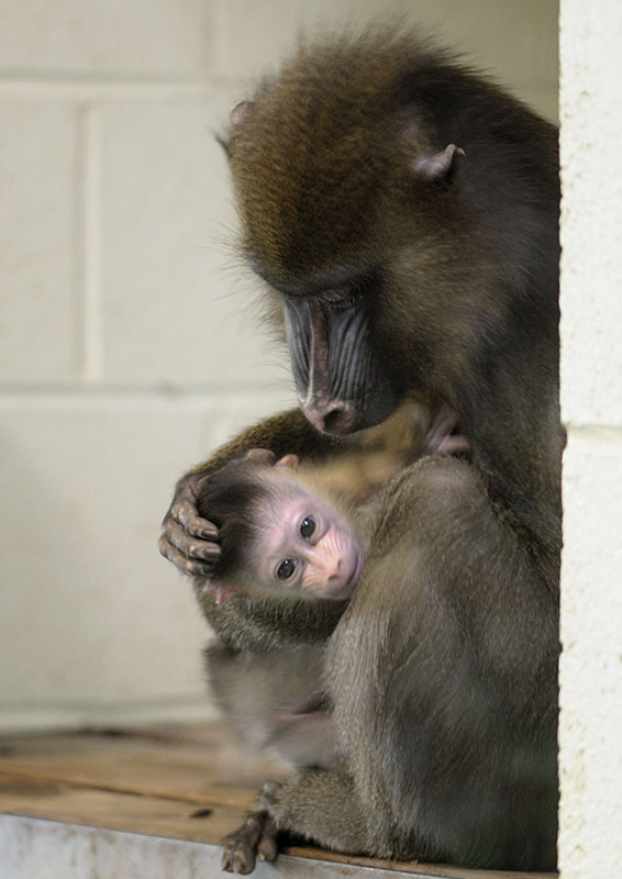 Mandrill infant