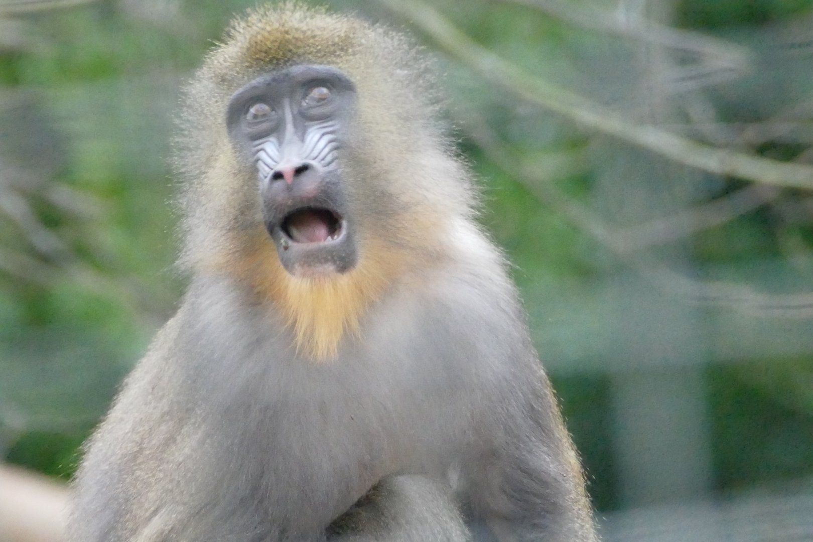 Mandrill, January 2018