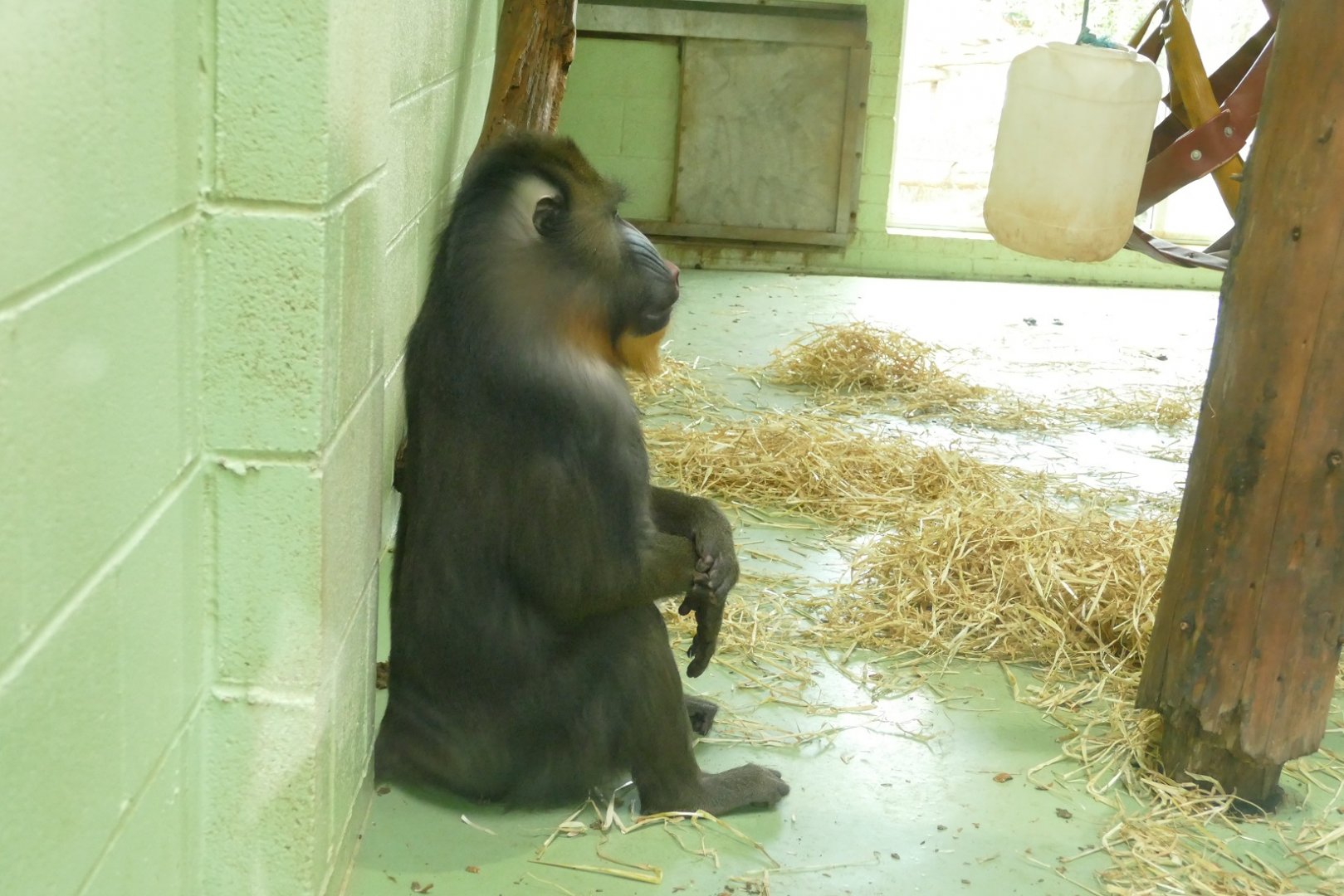 Mandrill, Jumanji. February 2022