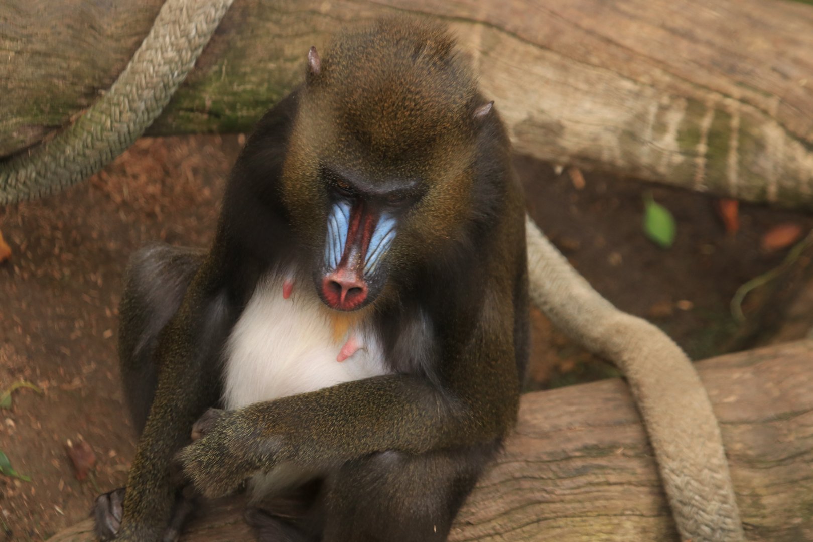 Mandrill (June 2019)