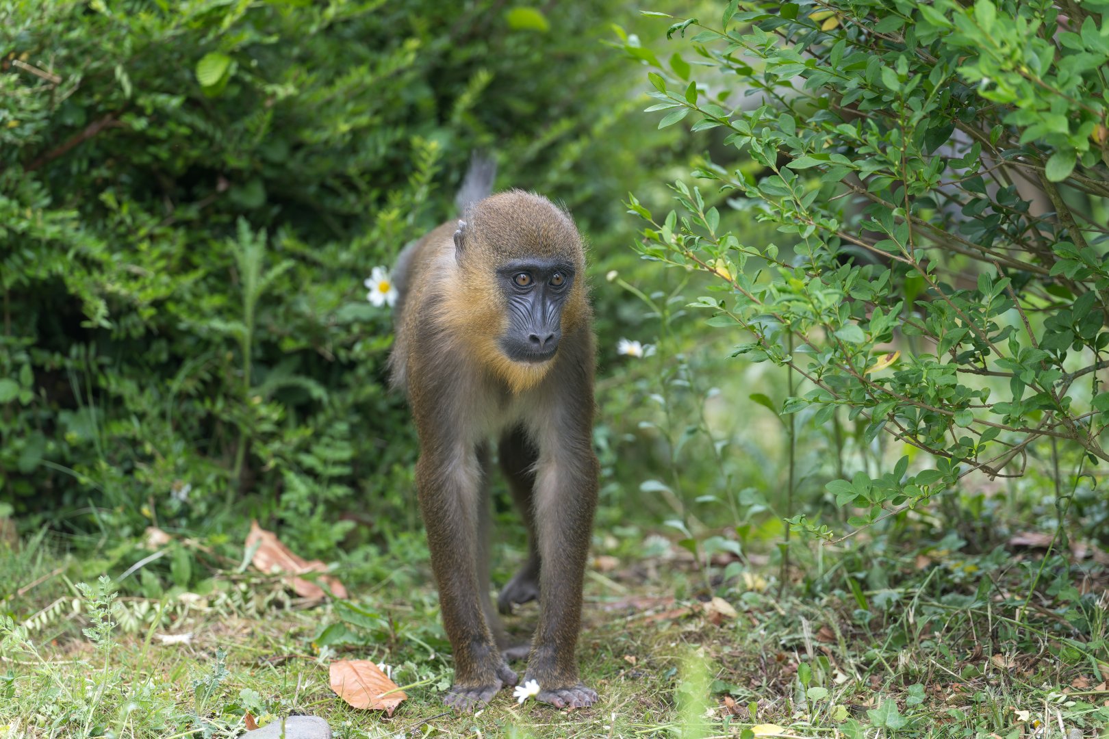 Mandrill juvenile, Chester. UK