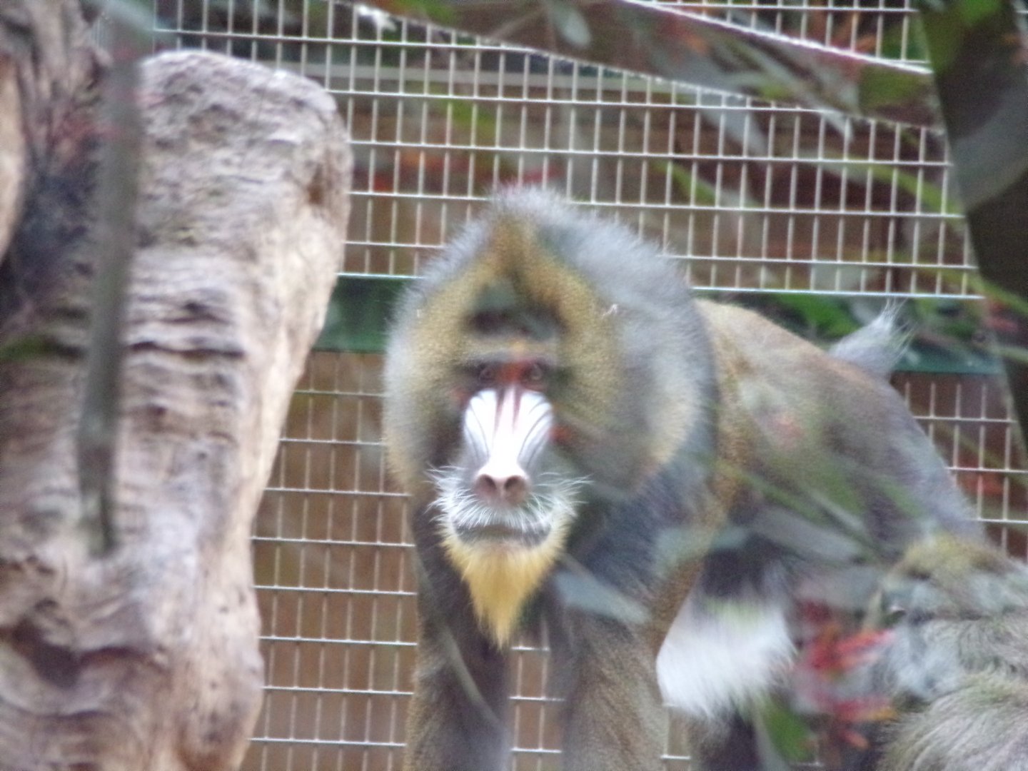 Mandrill male 29.6.24