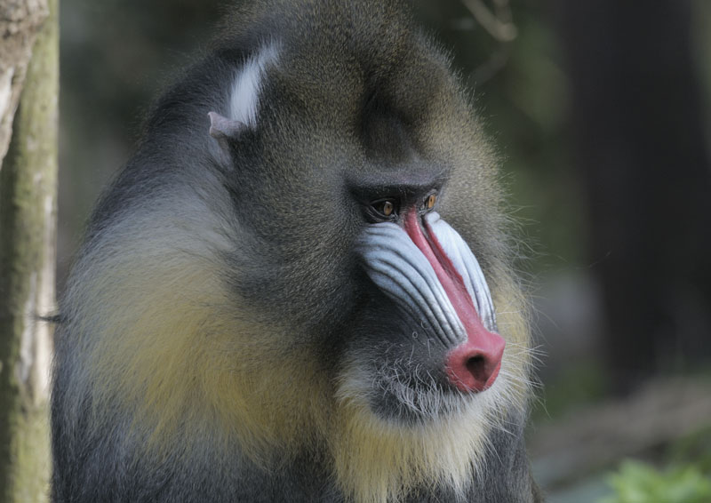 Mandrill male, JC