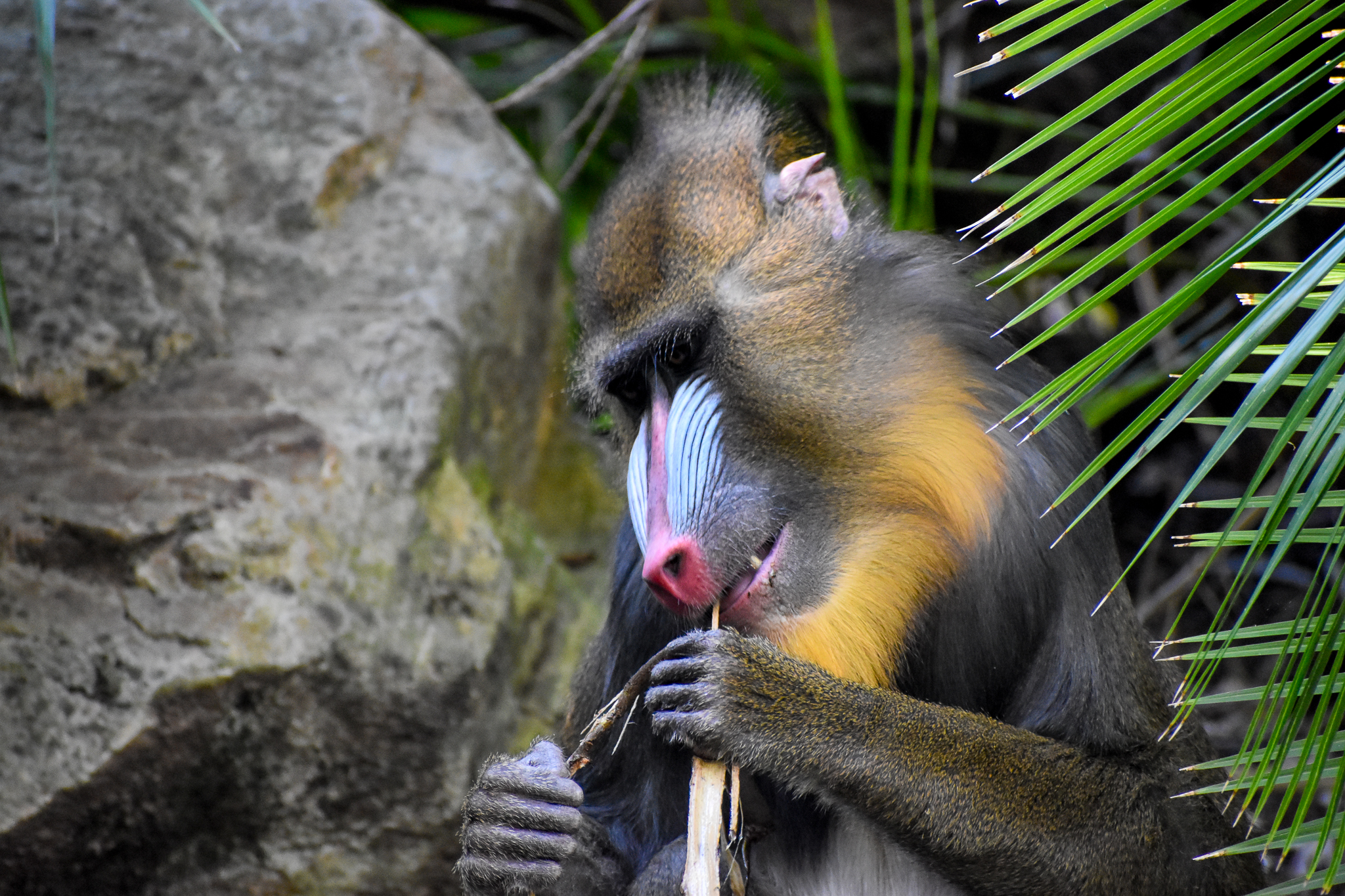 Mandrill - male Jumoke