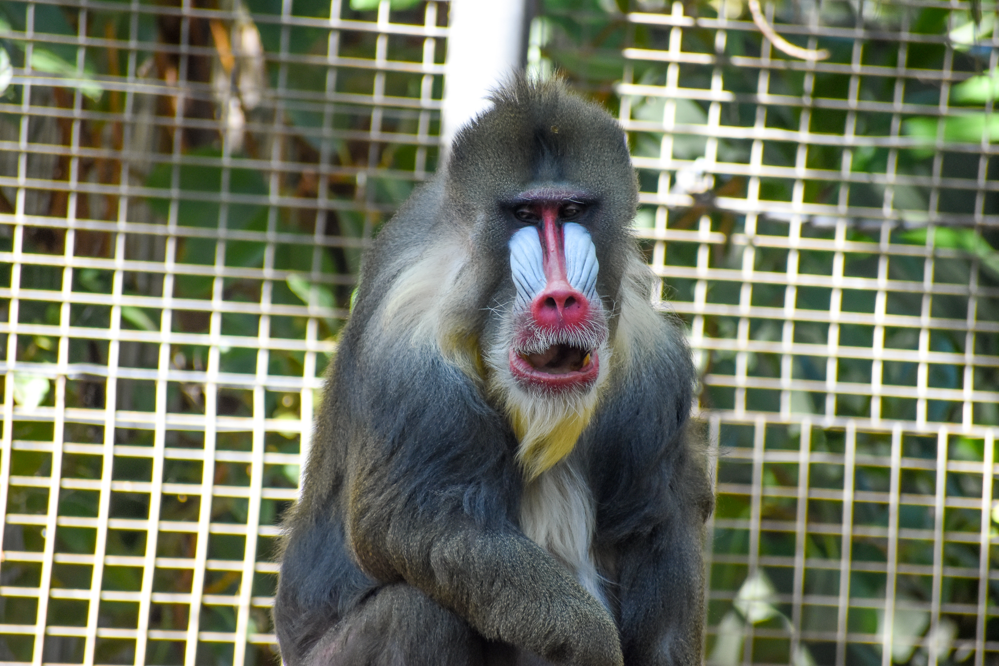 Mandrill - male Tabah