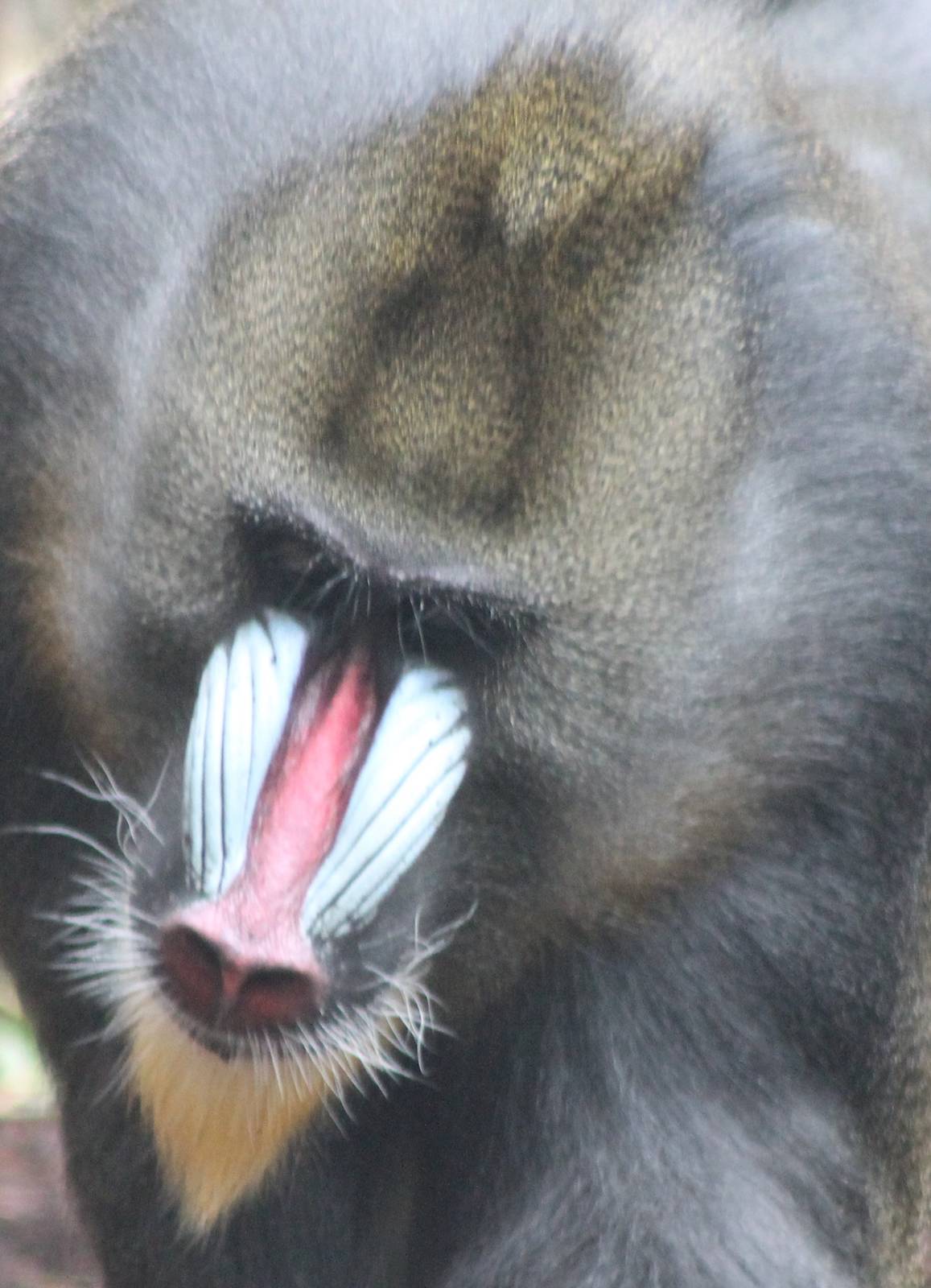 mandrill male