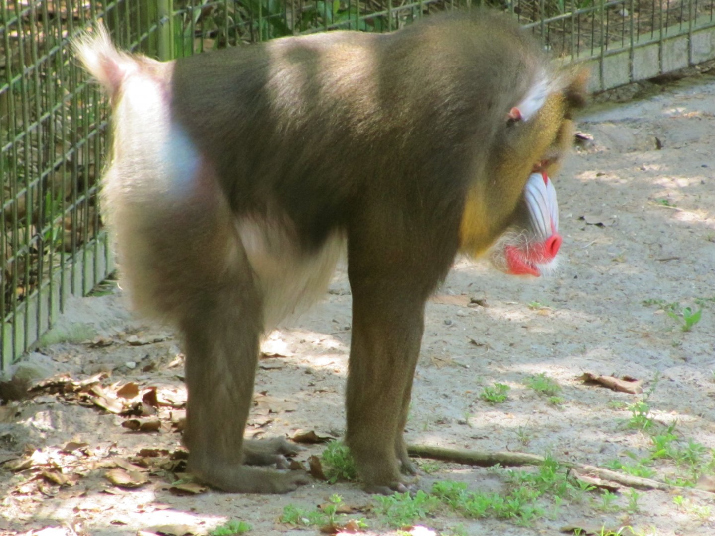 Mandrill Male