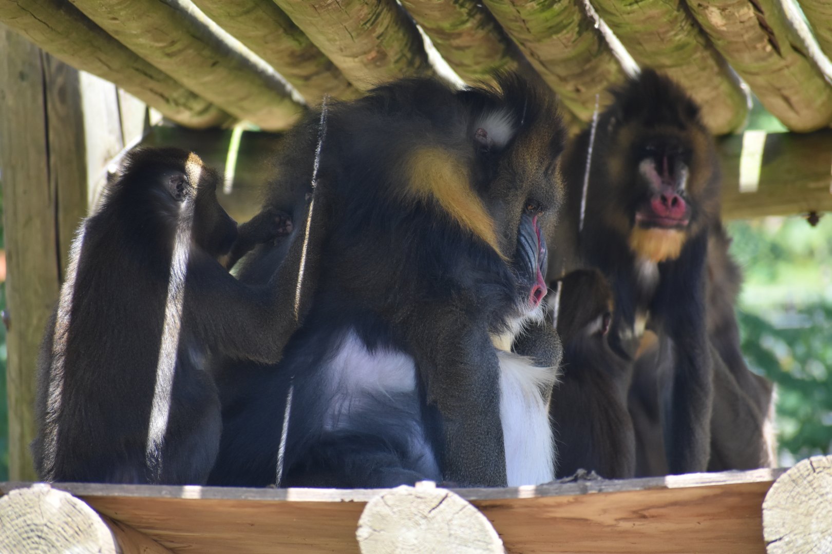 Mandrill (Mandrillus shpinx)