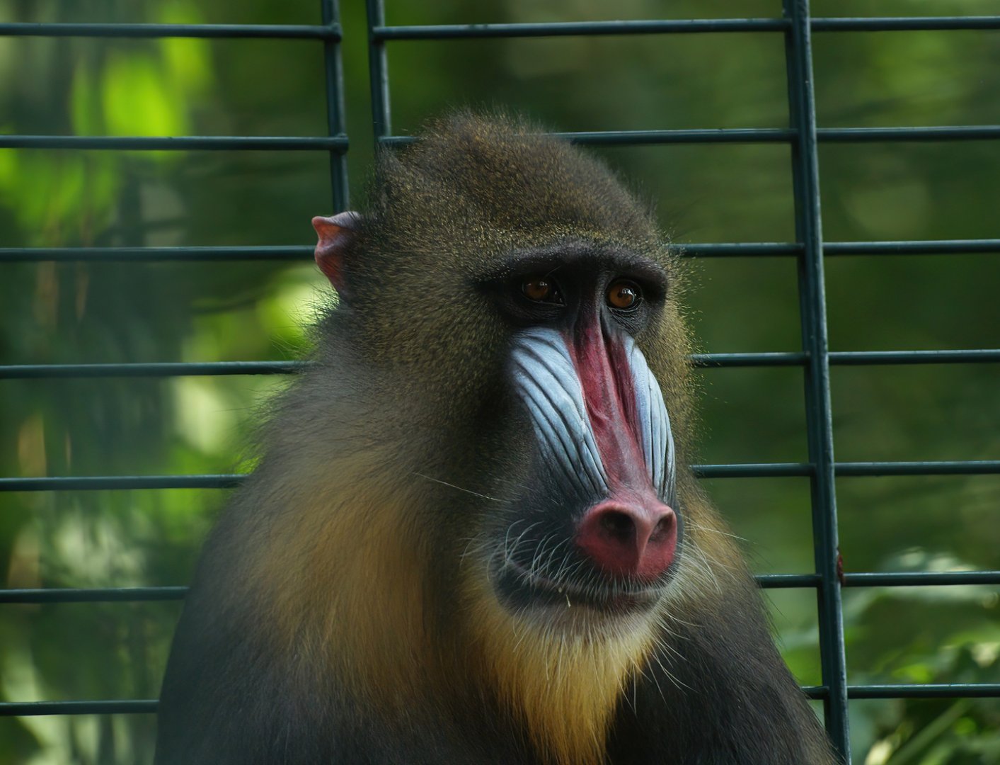 Mandrill (Mandrillus sphinx), 2008-08-06