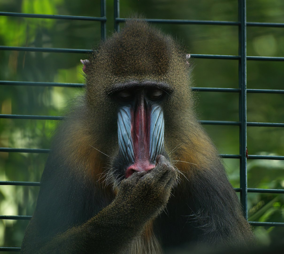 Mandrill (Mandrillus sphinx), 2008-08-06