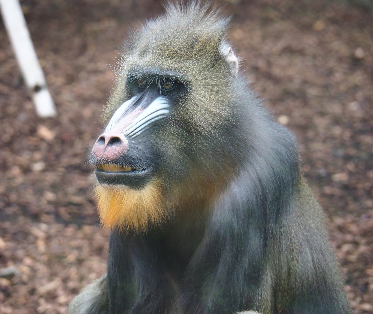 Mandrill (Mandrillus sphinx), 2018-08-19