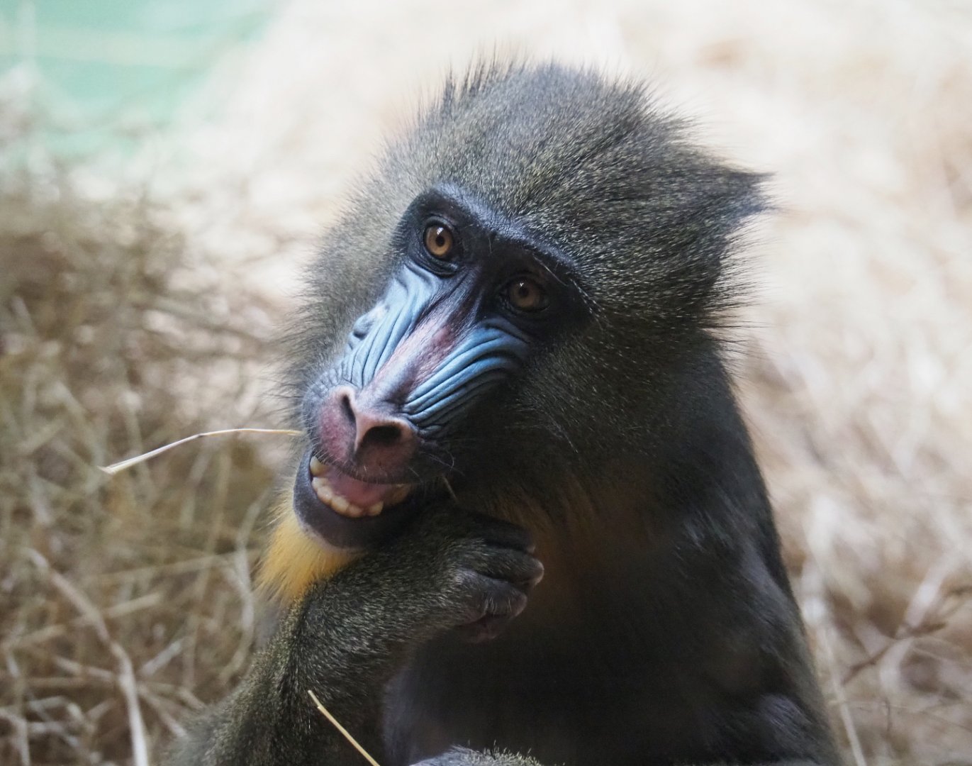 Mandrill (Mandrillus sphinx), 2020-05-24