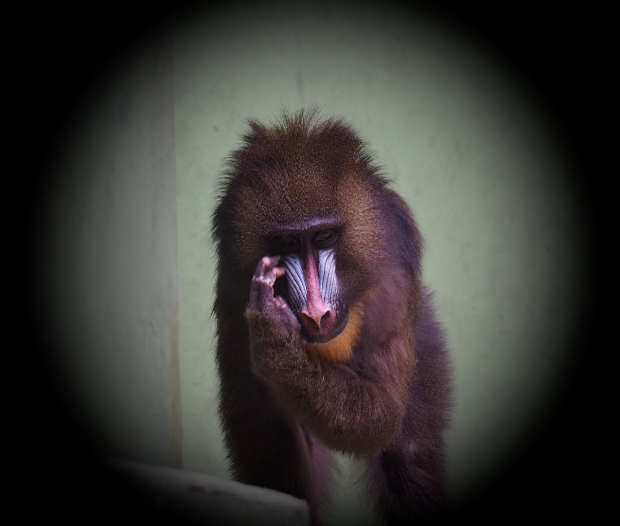Mandrill (Mandrillus sphinx), 2020-06-28