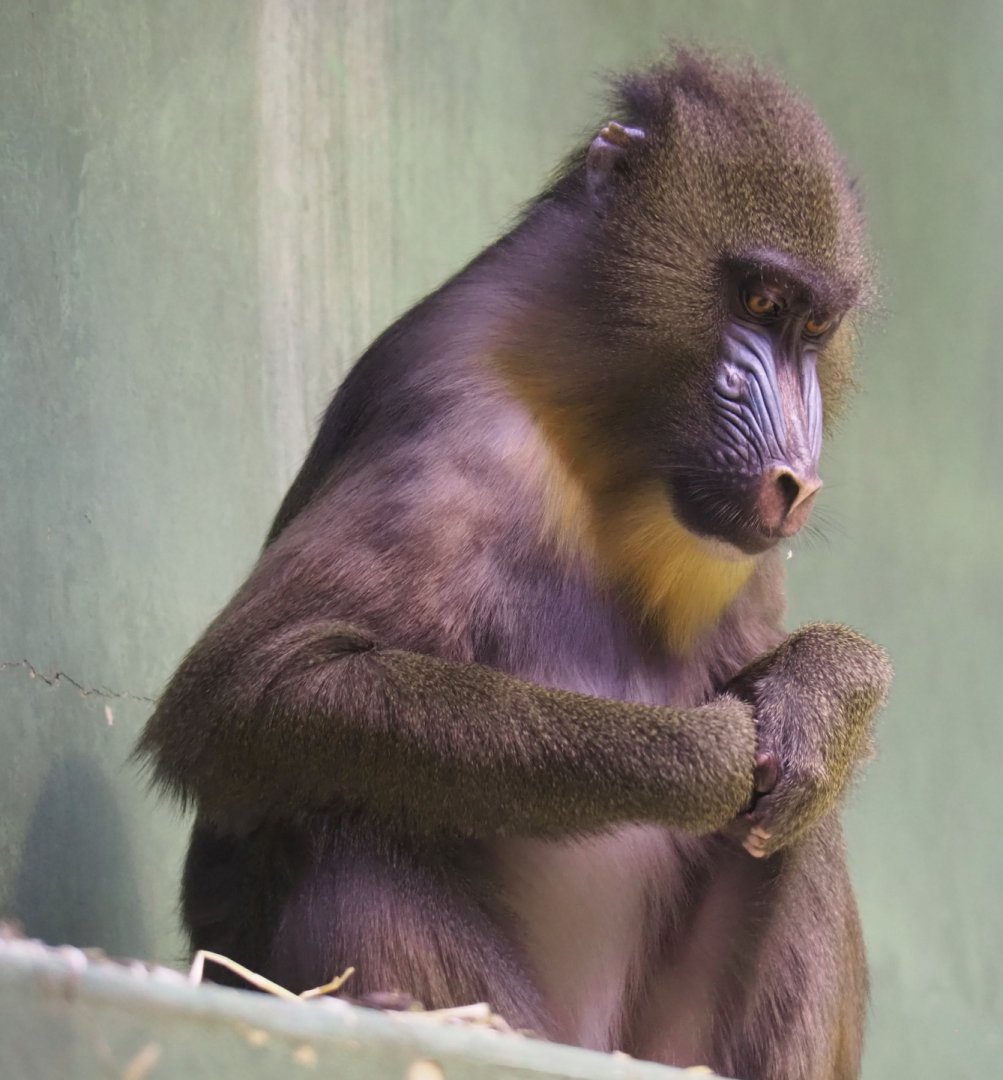 Mandrill (Mandrillus sphinx), 2021-06-12