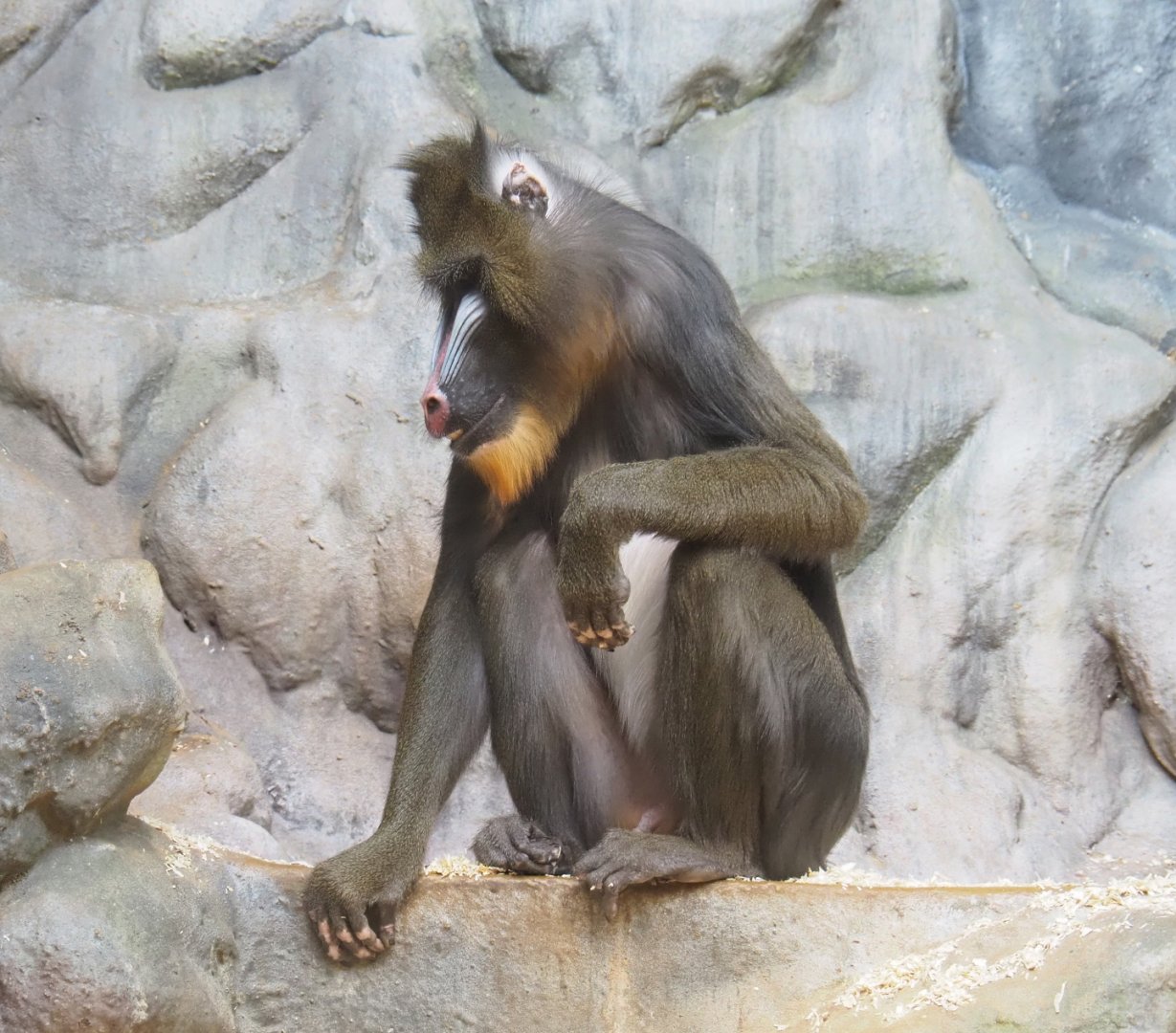 Mandrill (Mandrillus sphinx), 2022-03-16
