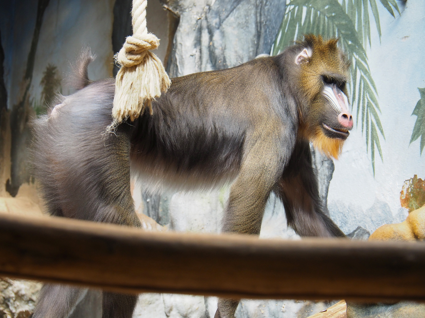 Mandrill (Mandrillus sphinx), 2022-05-26
