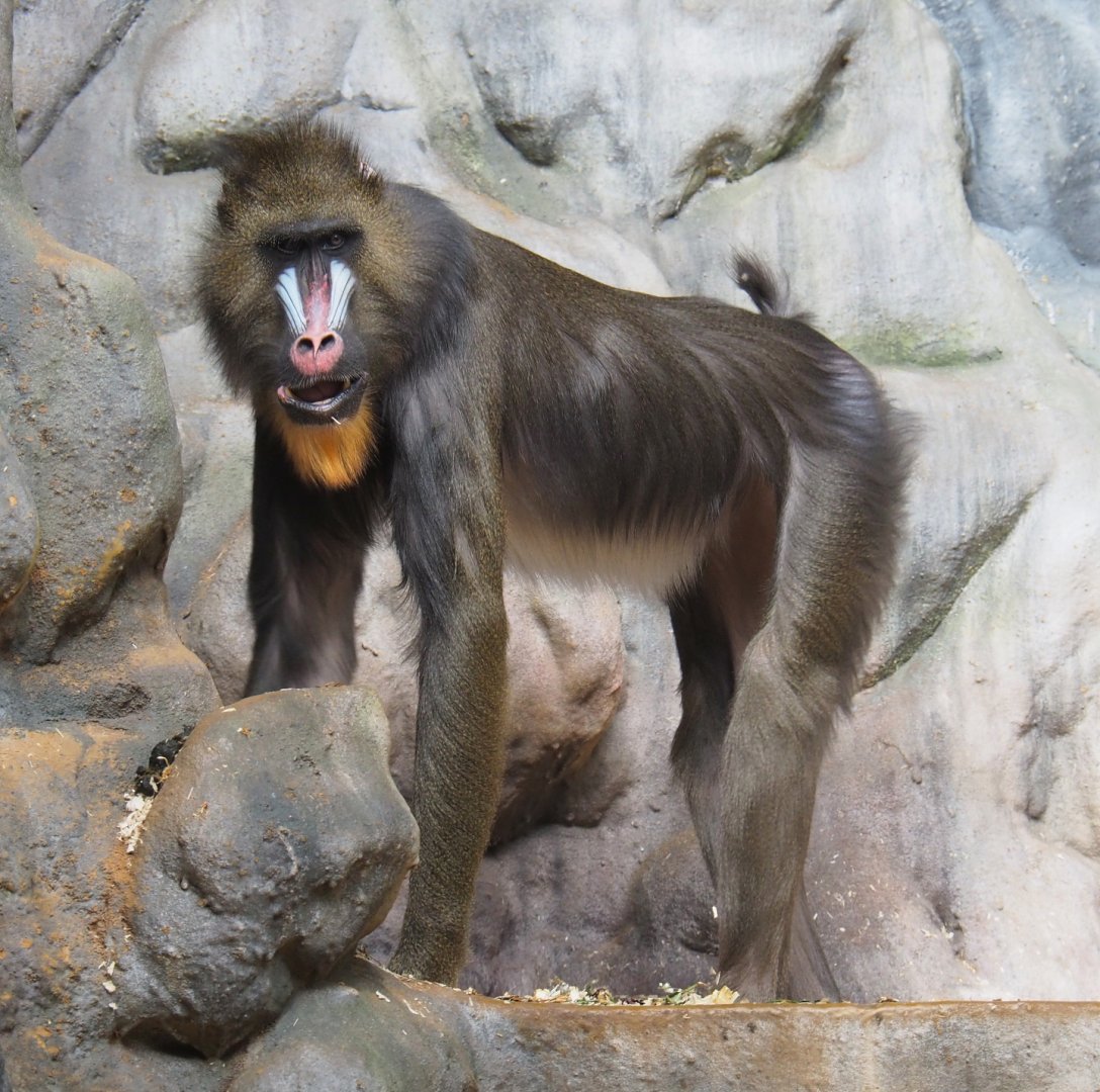 Mandrill (Mandrillus sphinx), 2022-05-26