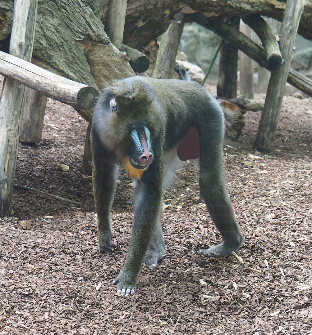 Mandrill (Mandrillus sphinx), 2022-07-10