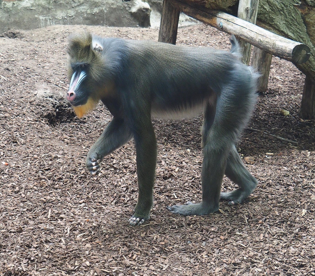 Mandrill (Mandrillus sphinx), 2022-07-10