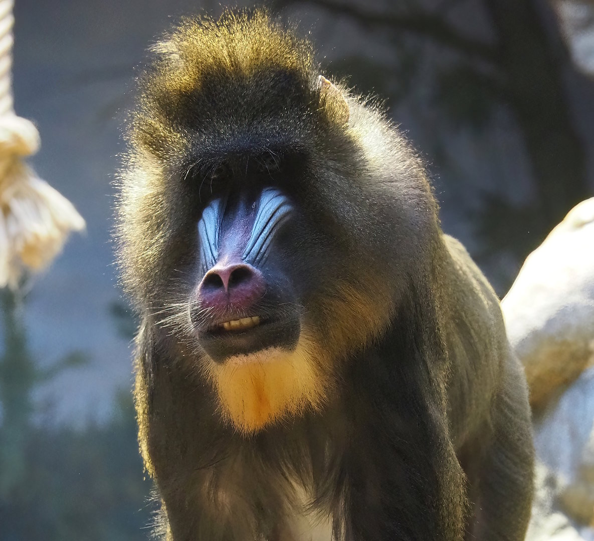 Mandrill (Mandrillus sphinx), 2022-10-29