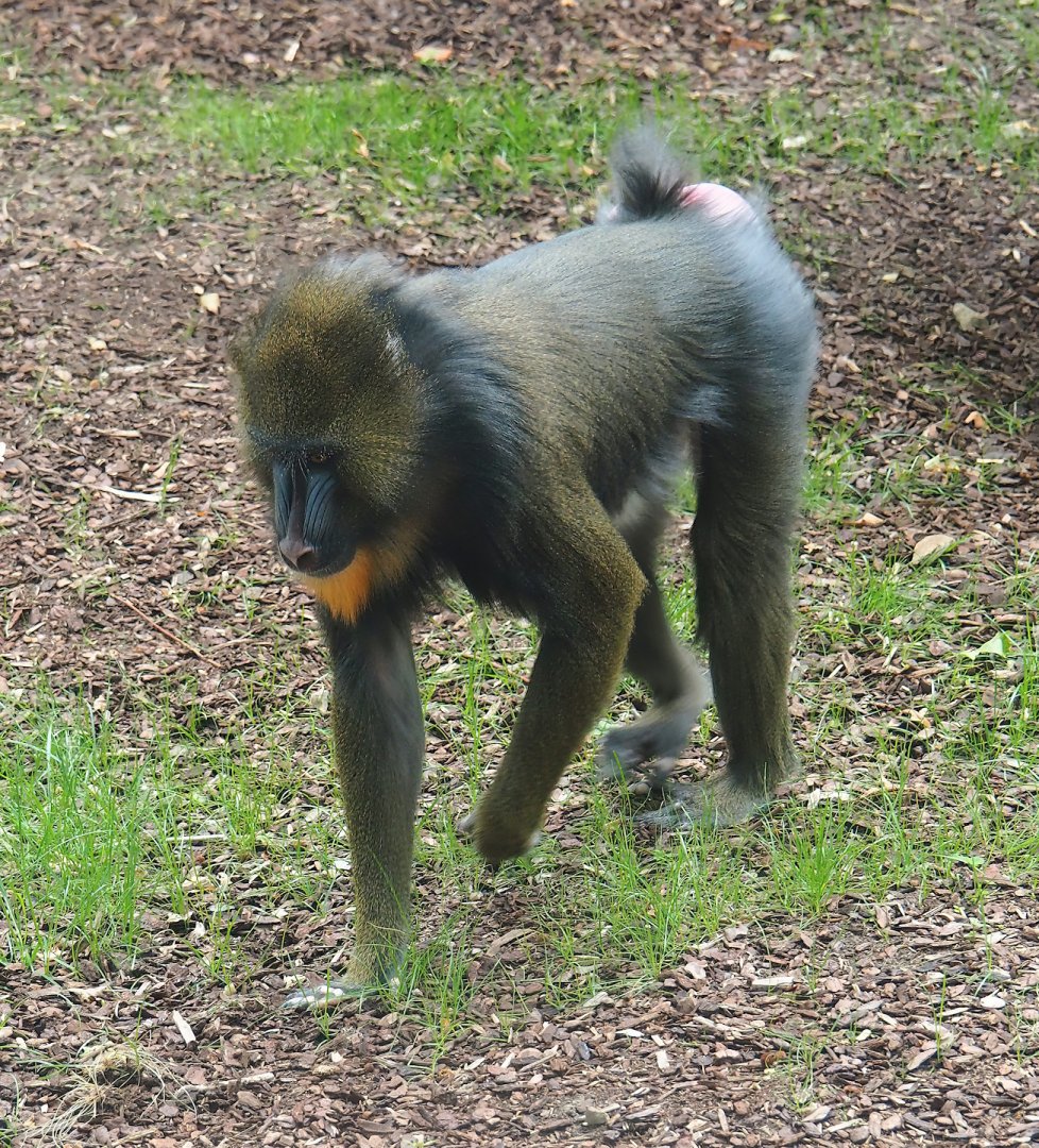 Mandrill (Mandrillus sphinx), 2023-07-02