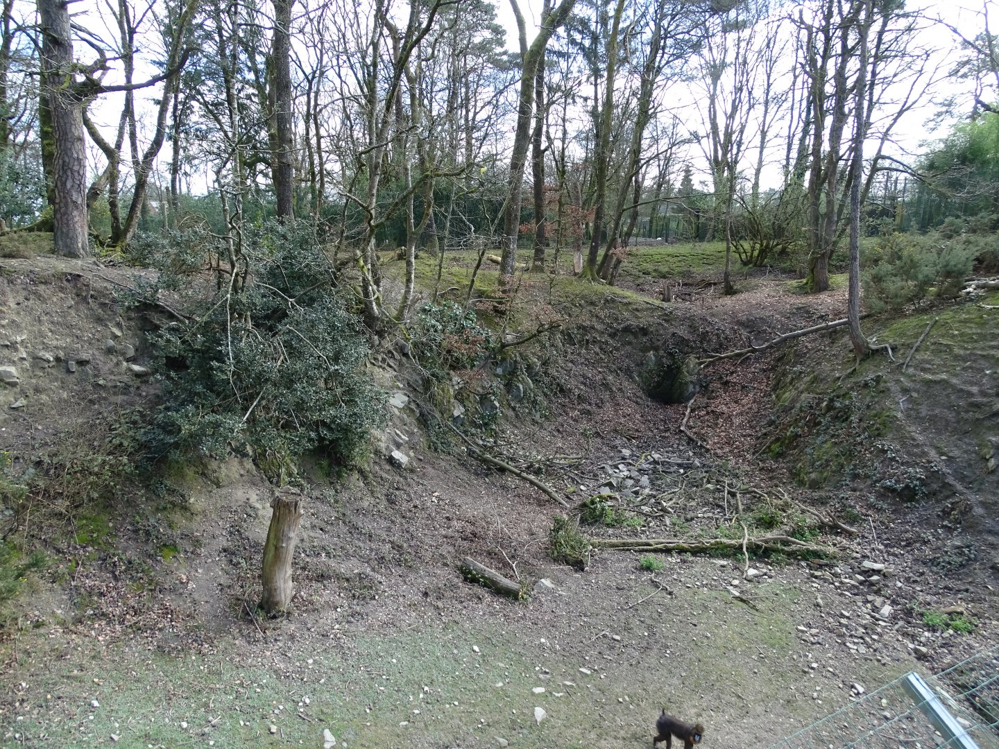 Mandrill (Mandrillus sphinx) exhibit