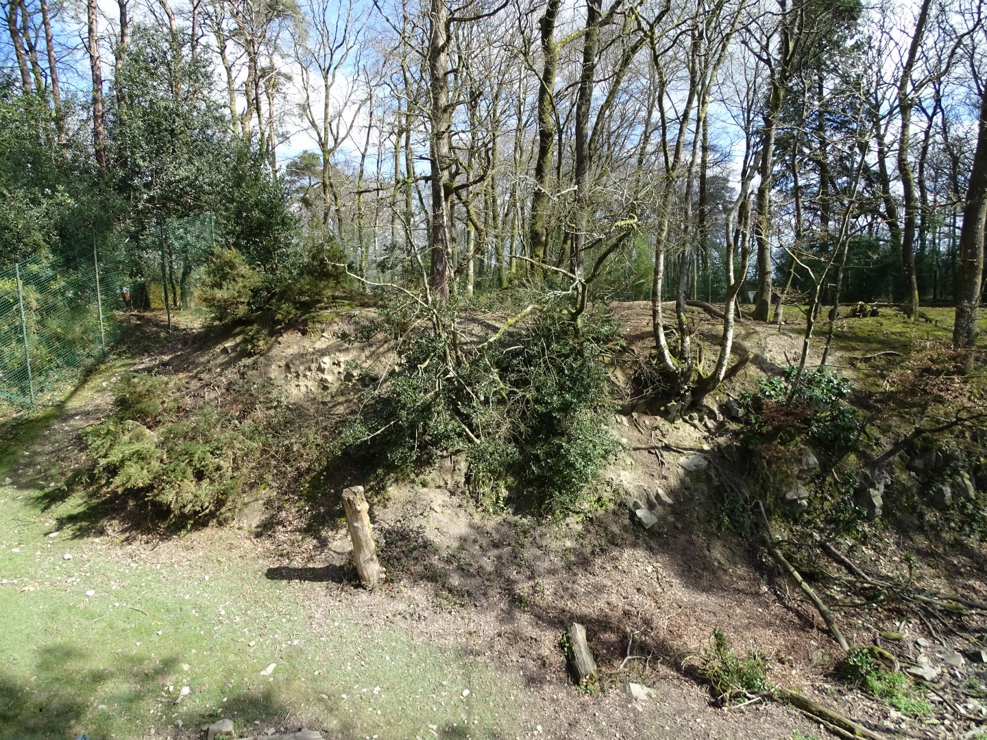 Mandrill (Mandrillus sphinx) exhibit