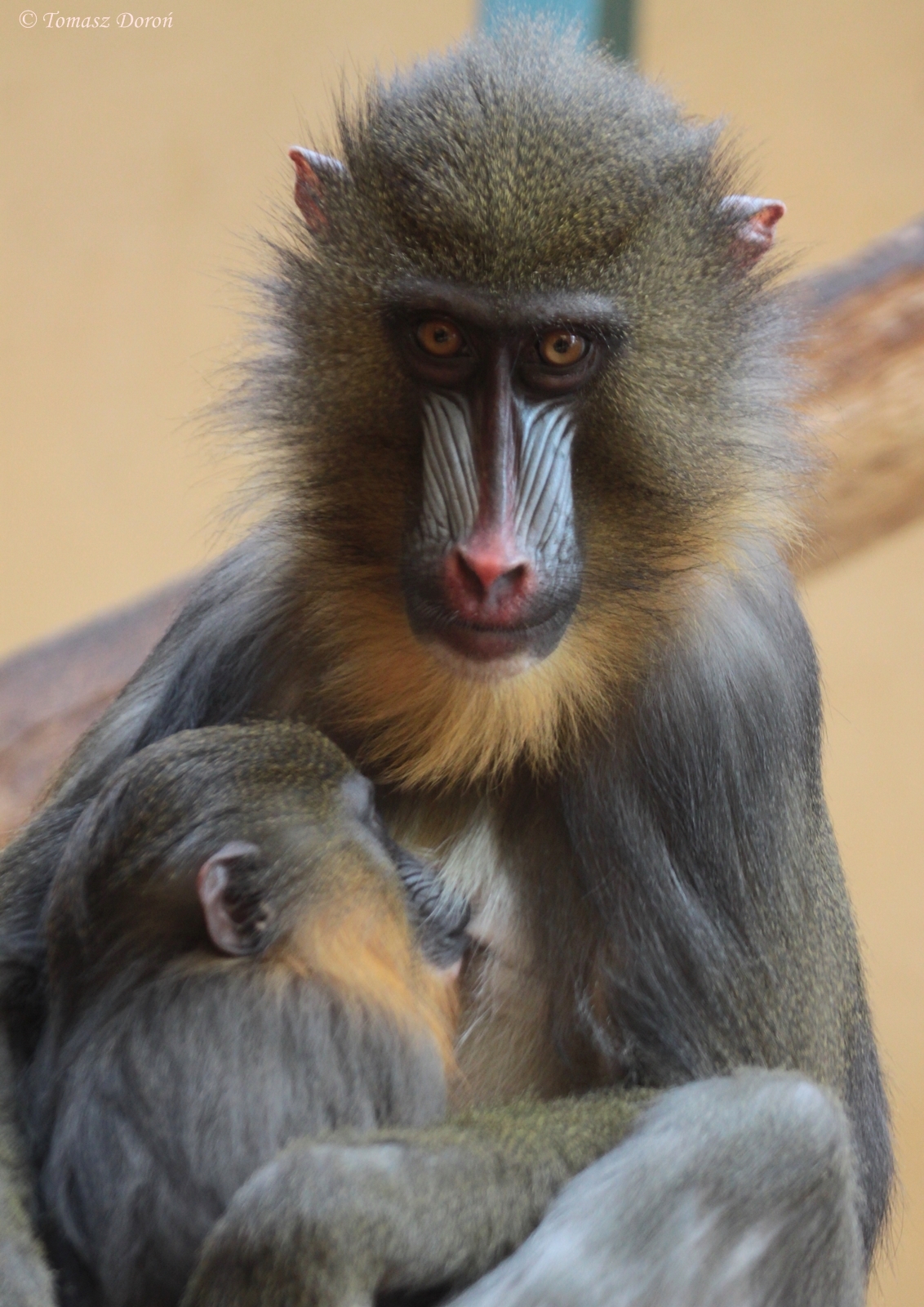 Mandrill (Mandrillus sphinx) female with young