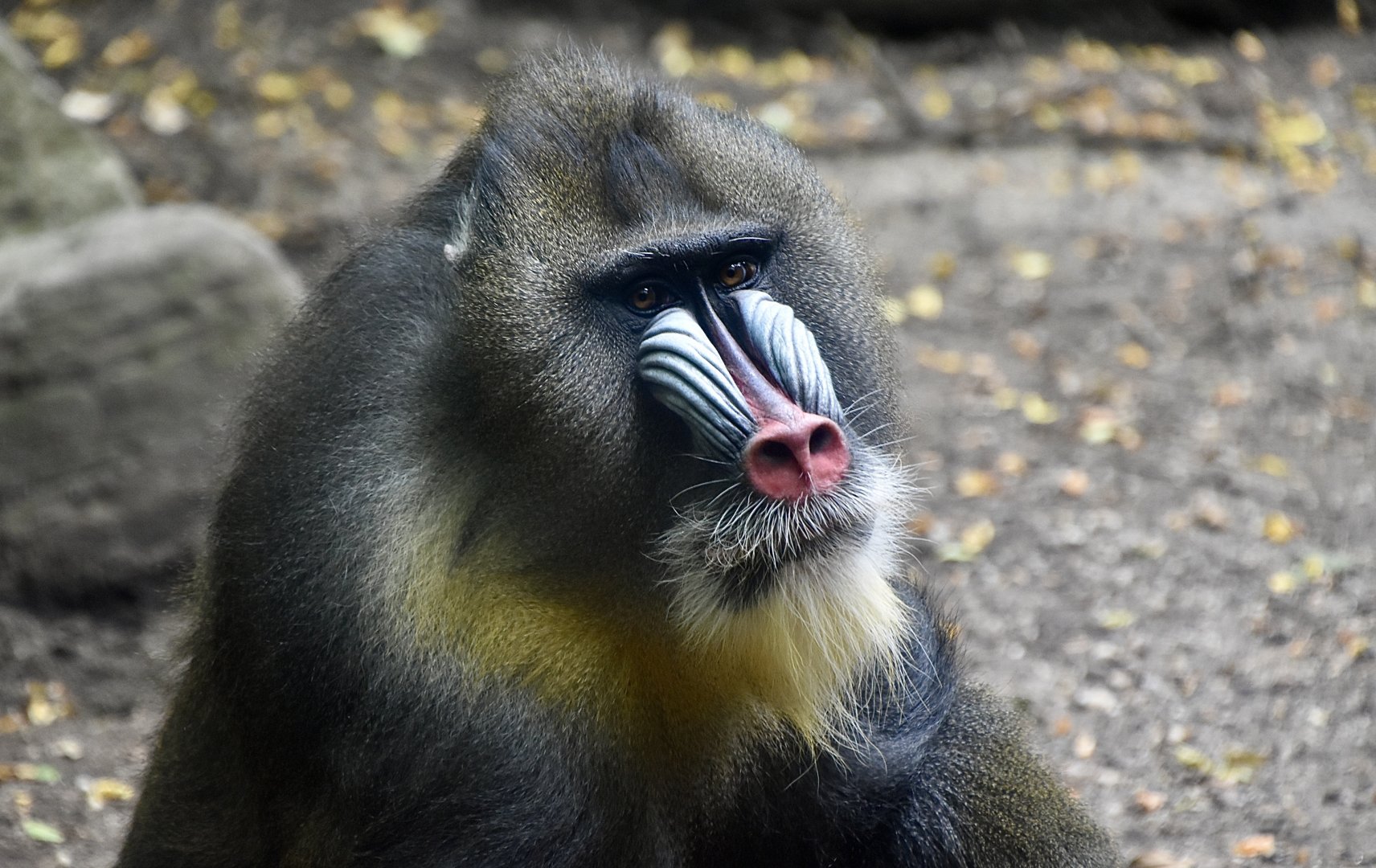 Mandrill (Mandrillus sphinx) male - "Nigel"