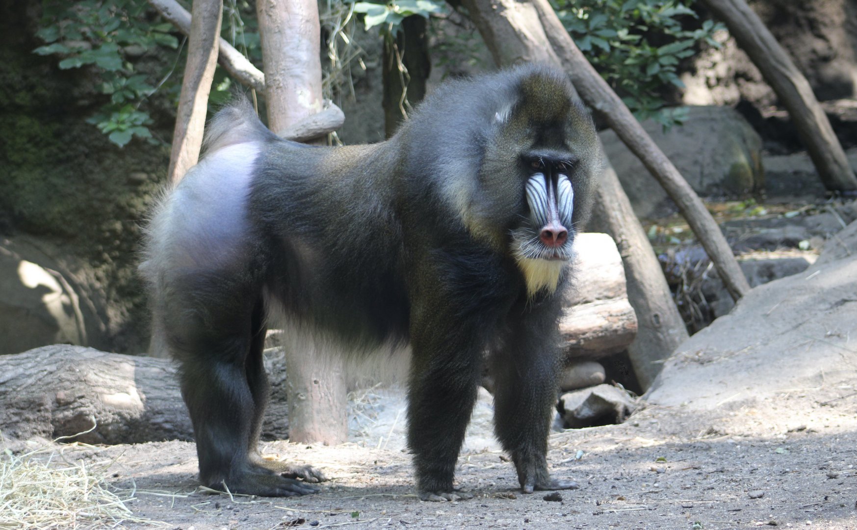 Mandrill (Mandrillus sphinx) - "Nigel"