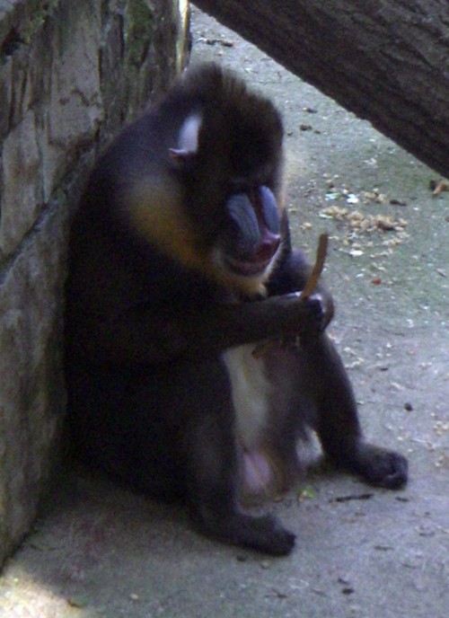 Mandrill (Mandrillus sphinx)
