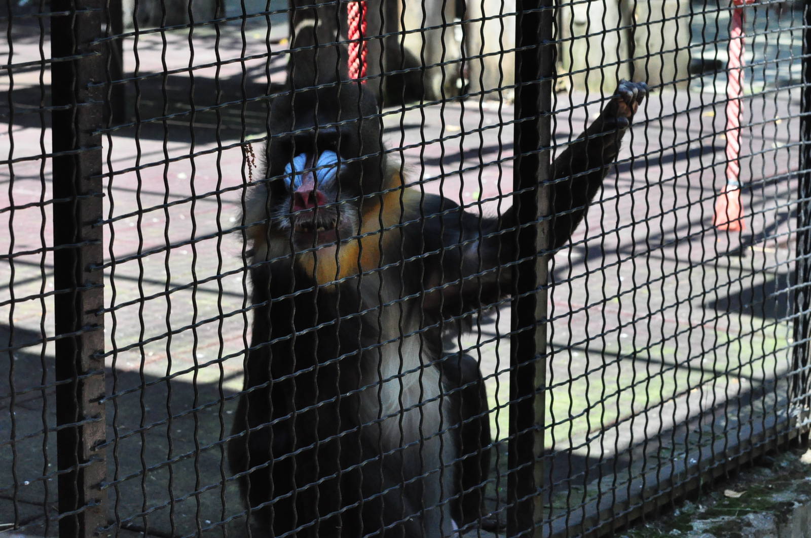 Mandrill/ Mandrillus sphinx