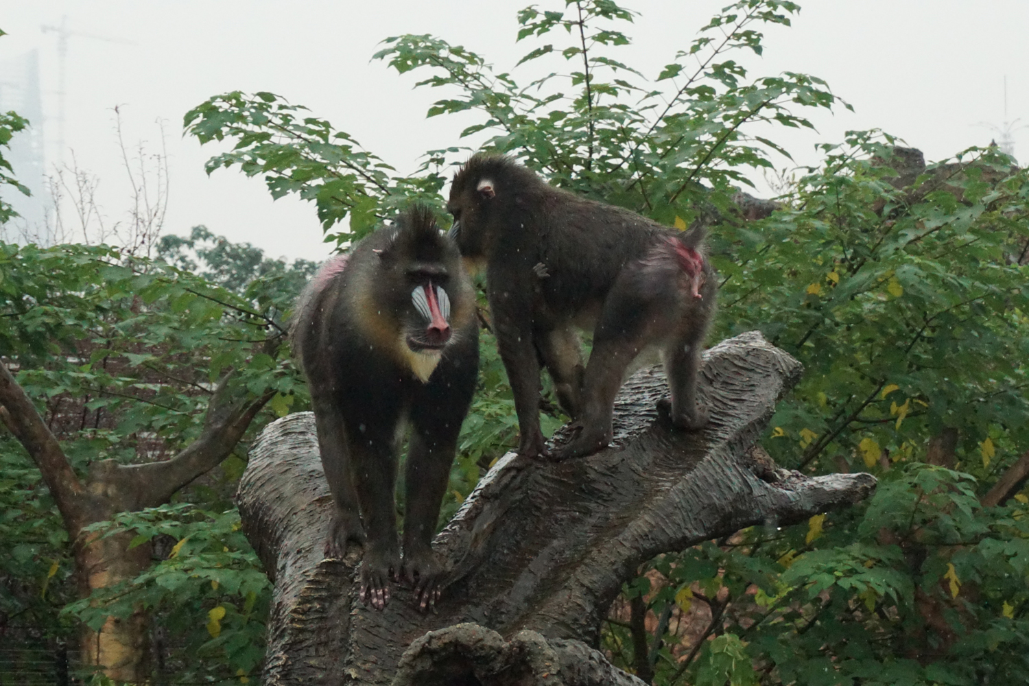 Mandrill (Mandrillus sphinx)