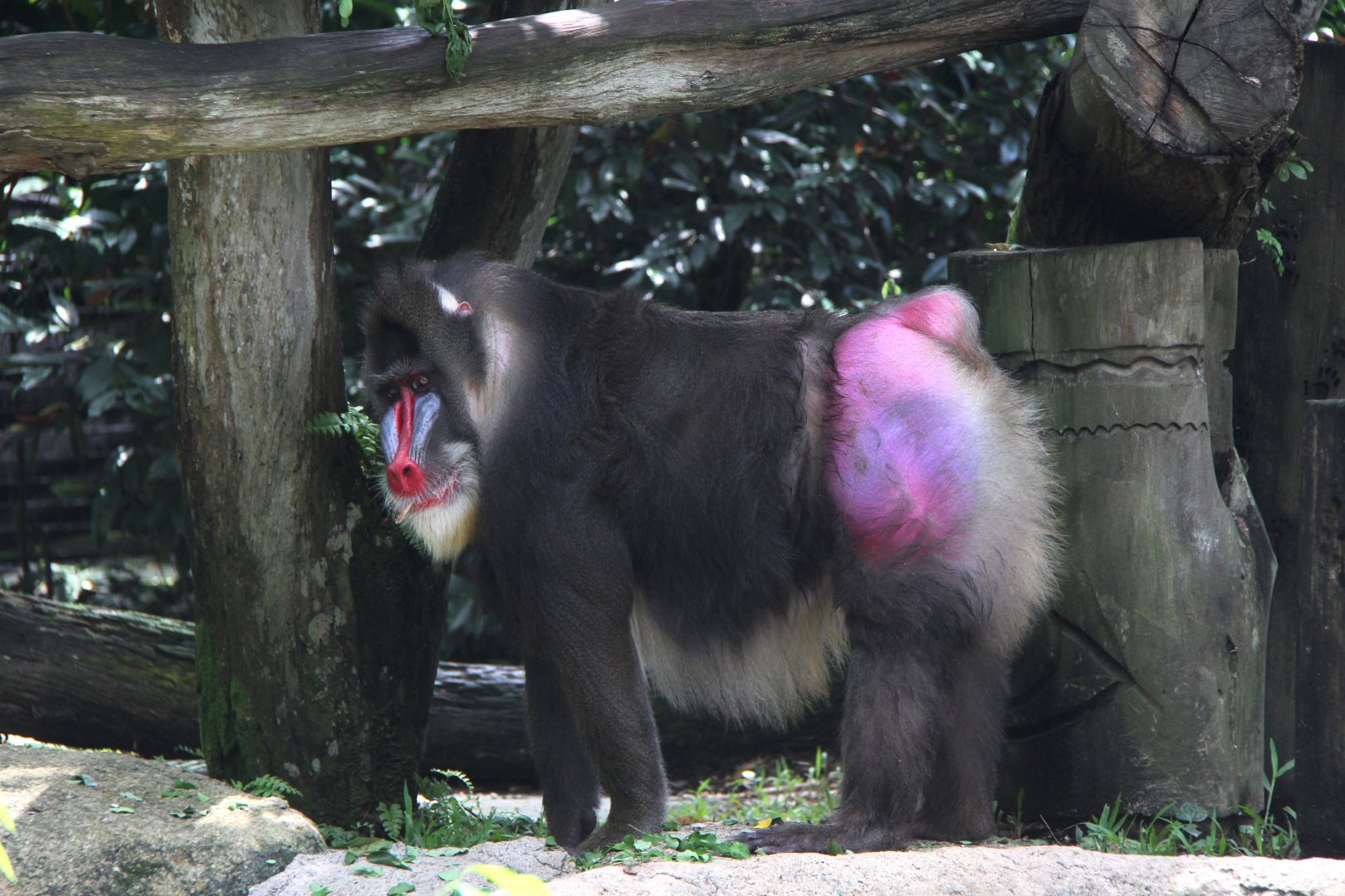 mandrill (Mandrillus sphinx)