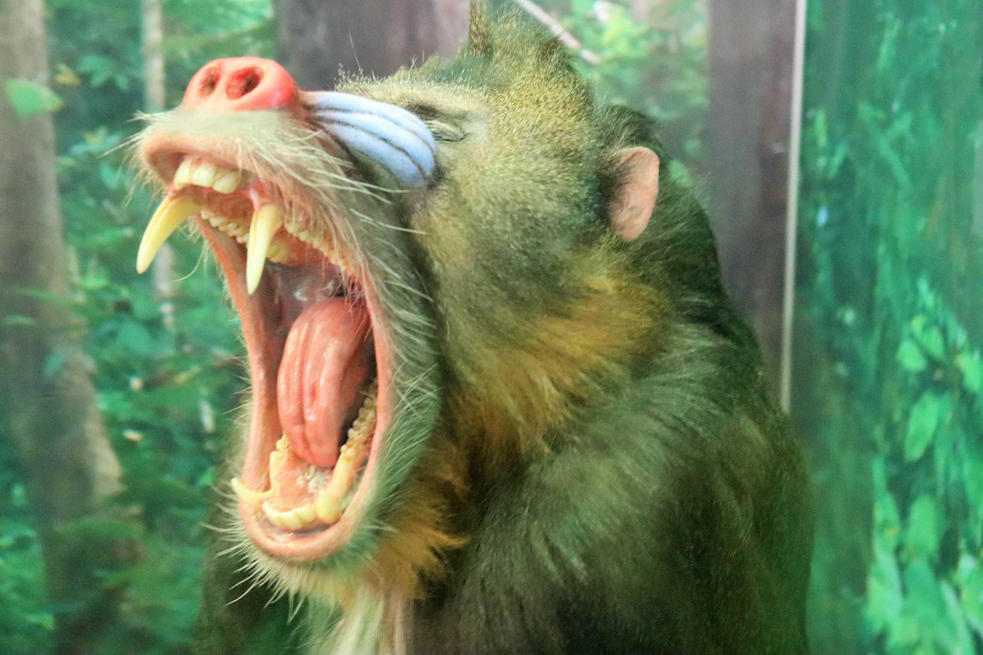 Mandrill (Mandrillus sphinx)