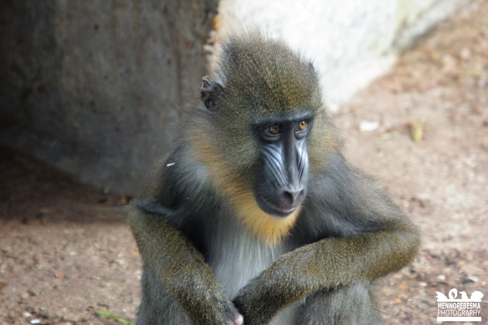 Mandrill (Mandrillus sphinx)